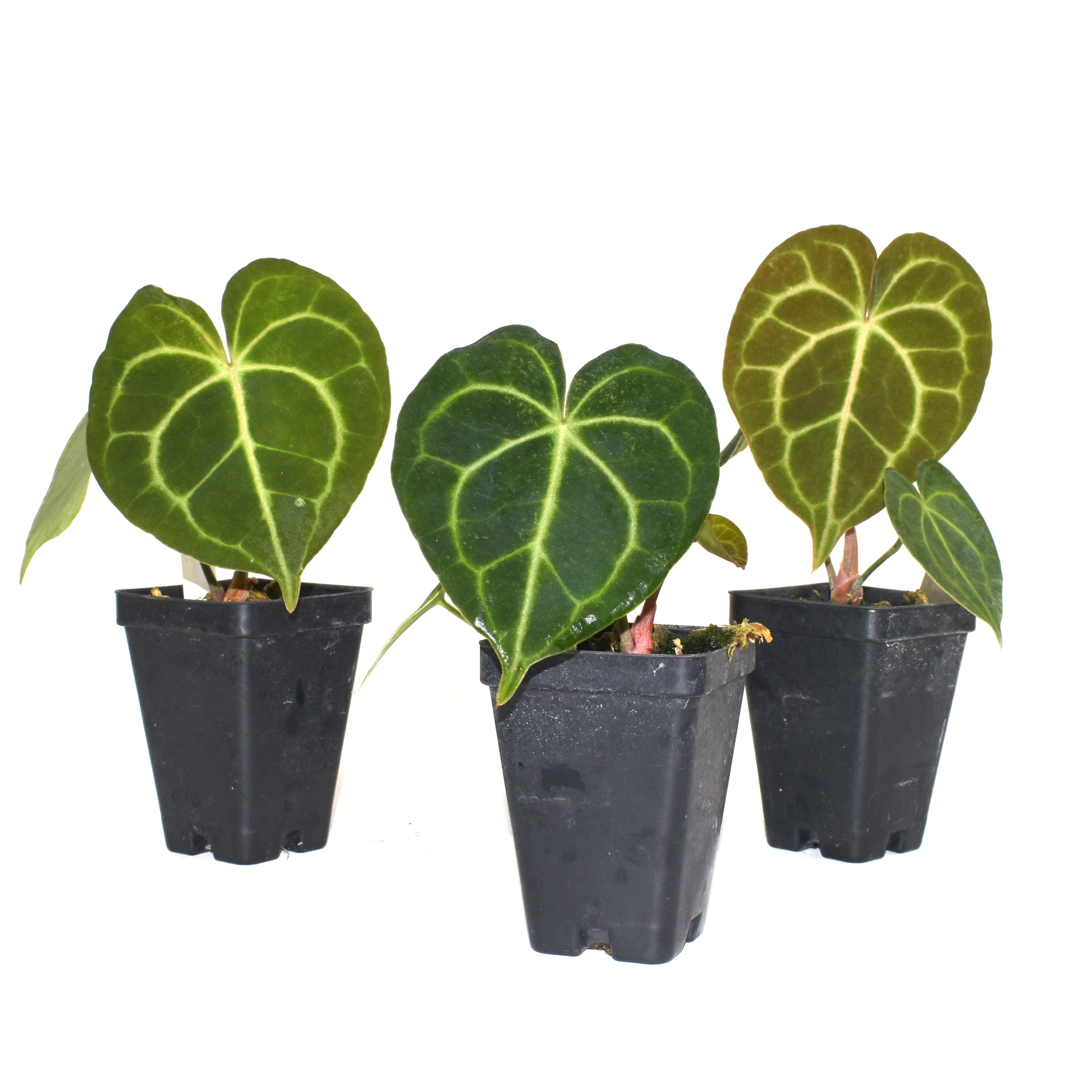 anthurium clarinervium hybrids Anthurium clarinervium x 'Ace of Spades'