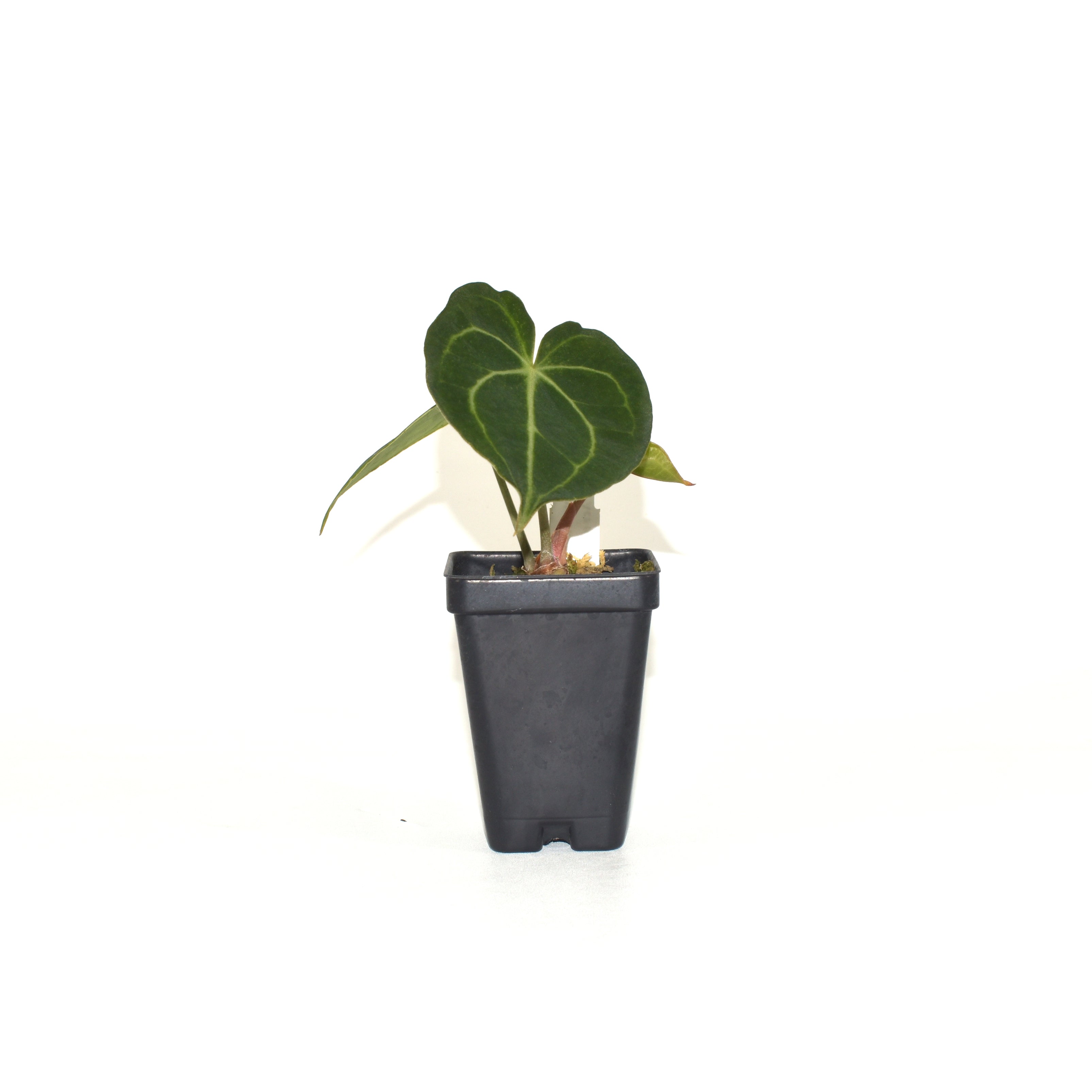 anthurium carpishense Anthurium clarinervium x 'Ace of Spades' – Steve's Leaves