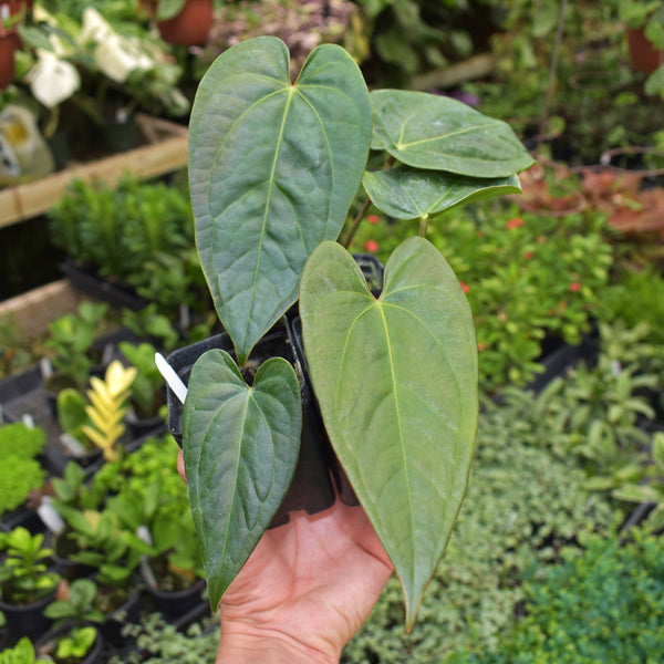 その他観葉植物 Anthurium crystalinum x Signatam Anthurium crystallinum x Unknown – Steve's Leaves