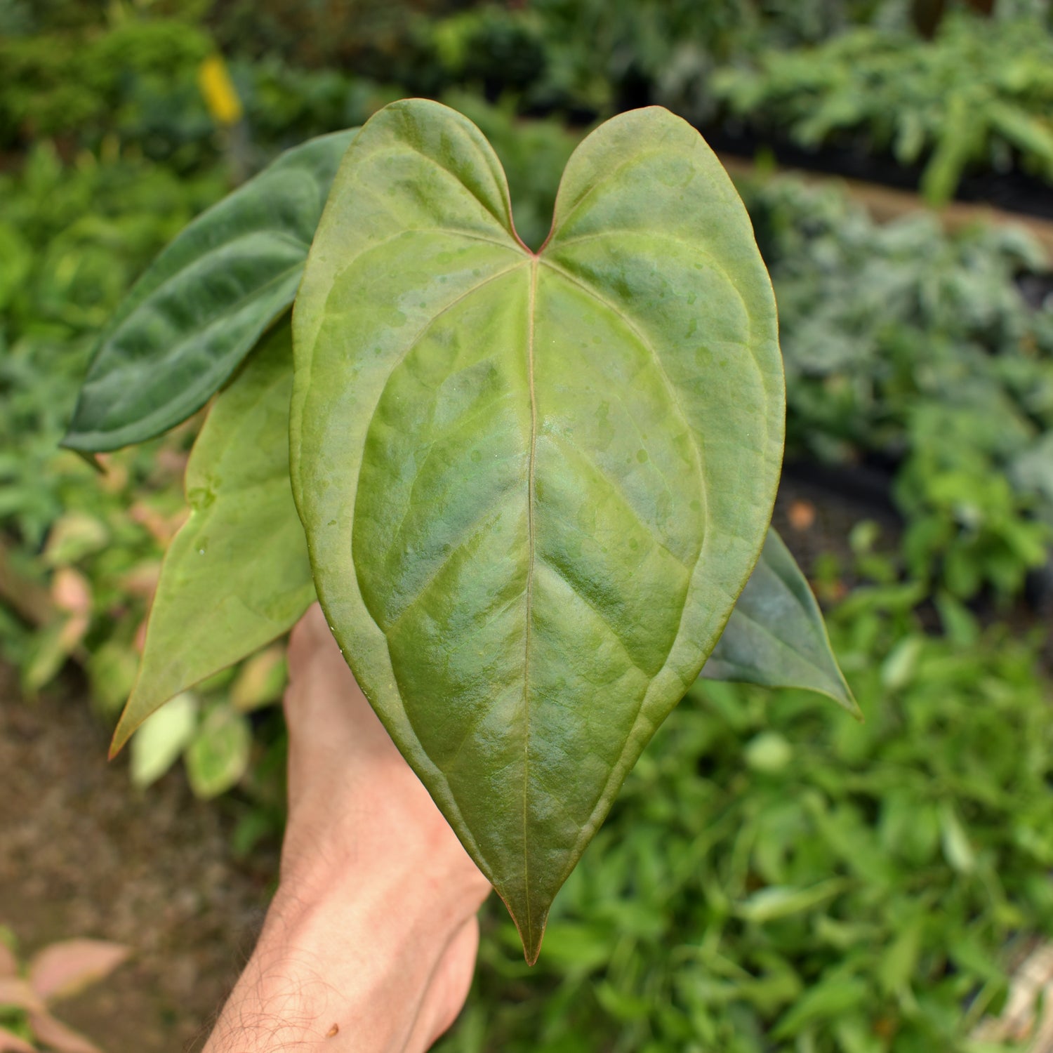anthurium crystallinum anthurium magnificum Anthurium crystallinum/magnificum x nigrolaminum 'Gigi'