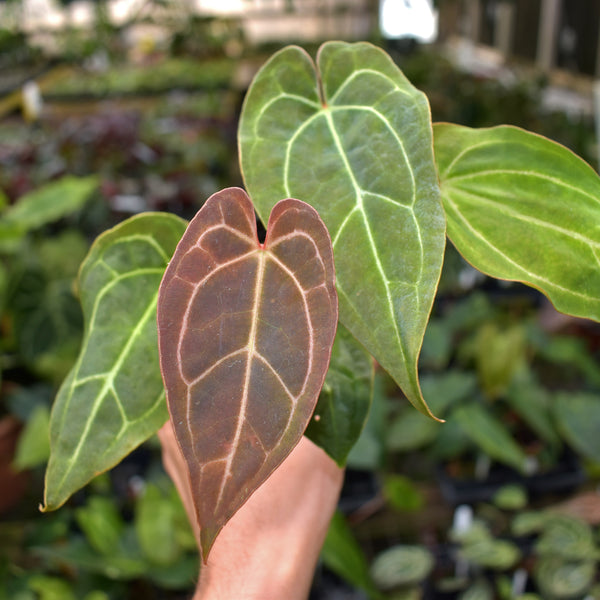 anthurium magnificum x crystallinum round petiole Anthurium crystallinum/magnificum x 'Wuhoo's First Night' – Steve's Leaves