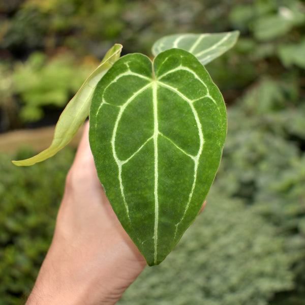 araceae-anthurium-crystallinum