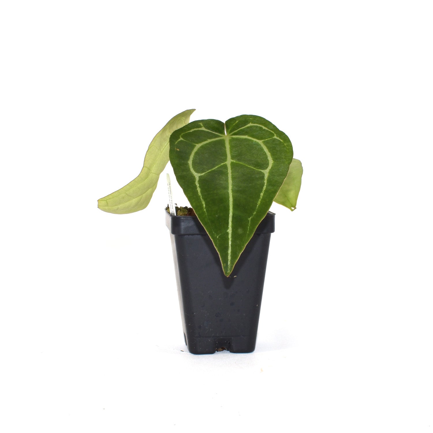 anthurium crystallinum dikenal juga dengan Anthurium crystallinum/magnificum x crystallinum