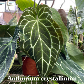 Anthurium magnificum/crystallinum x nigrolaminum 'Gigi'