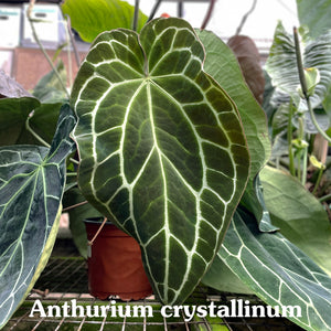 Anthurium crystallinum/magnificum x 'Wuhoo's First Night'