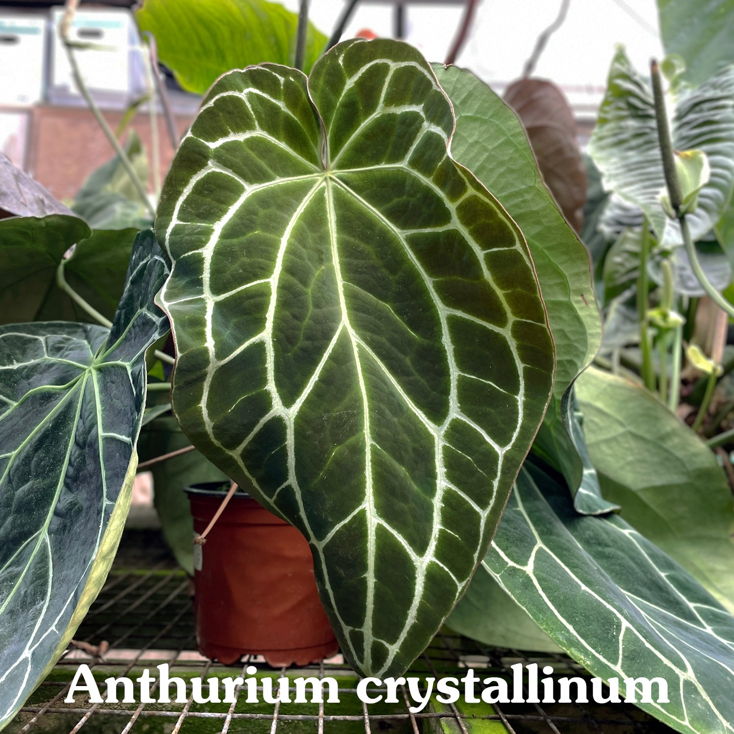 Anthurium crystallinum/magnificum x nigrolaminum 'Gigi'