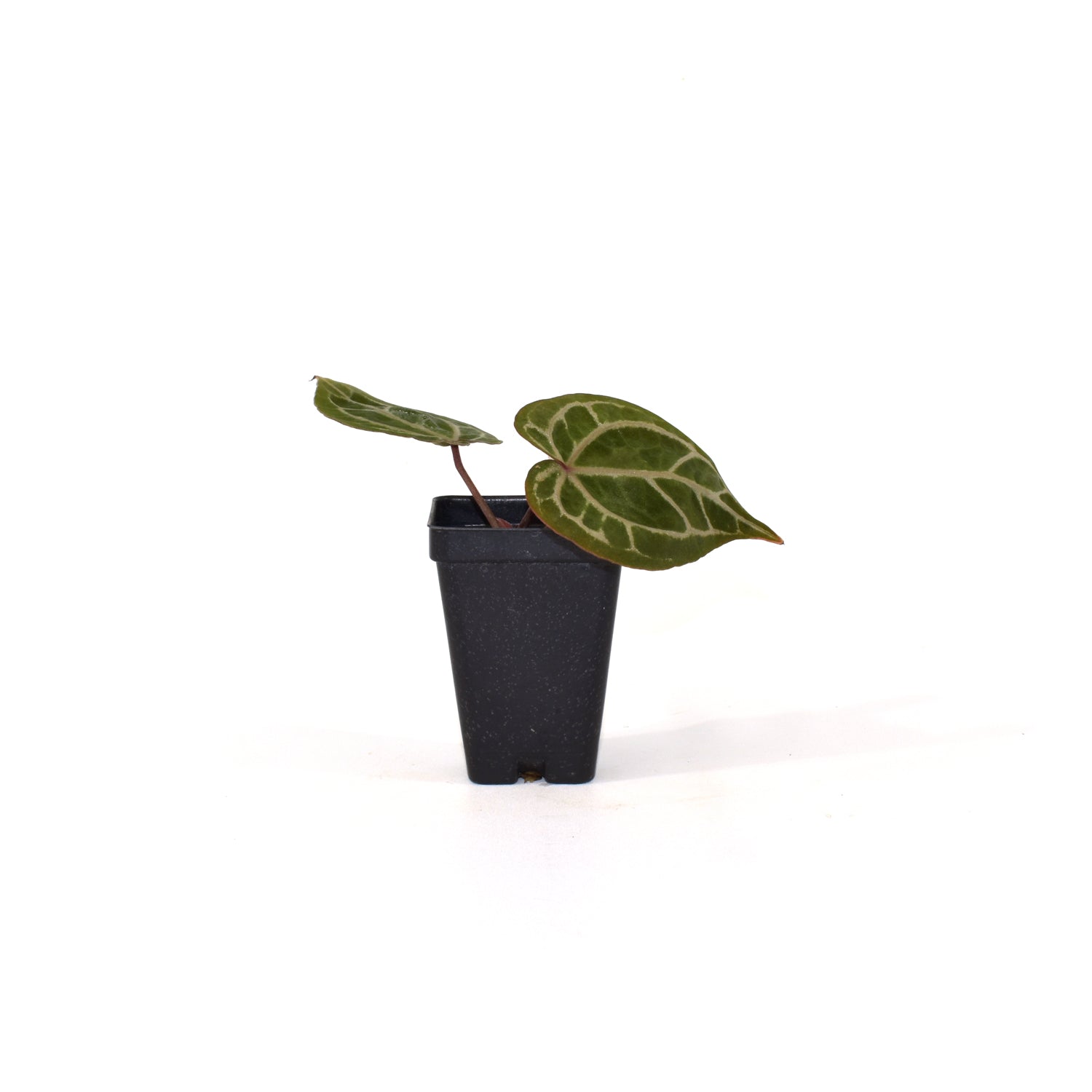 anthurium doc block f3 Anthurium 'Doc Block F3'