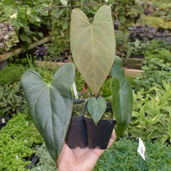 araceae-anthurium-forgetii-ace