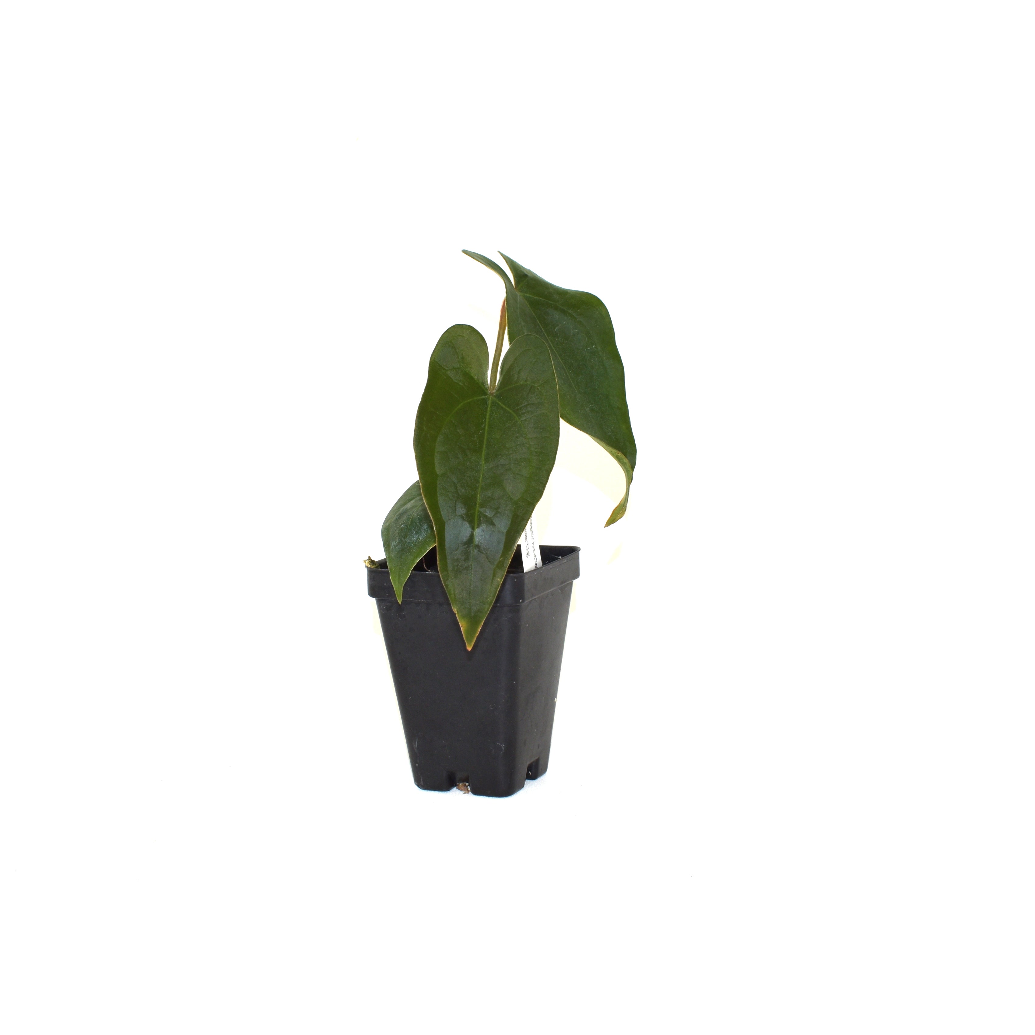 philodendron forgetii Anthurium forgetii/'Ace of Spades' x nigrolaminum 'Gigi'