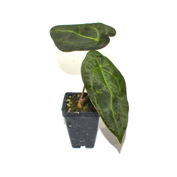 araceae-anthurium-forgetii-ace