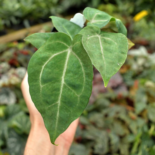 anthurium forgetii silver Anthurium forgetii/'Ace of Spades' x 'Silver Blush' – Steve's Leaves