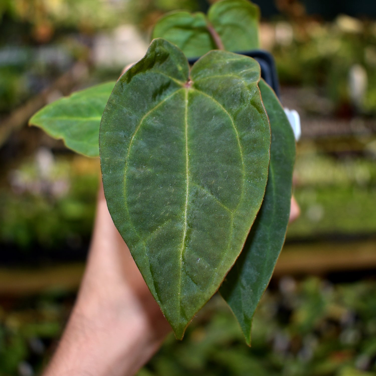 anthurium forgetii seedling Anthurium forgetii/'Ace of Spades' x 'Zara'