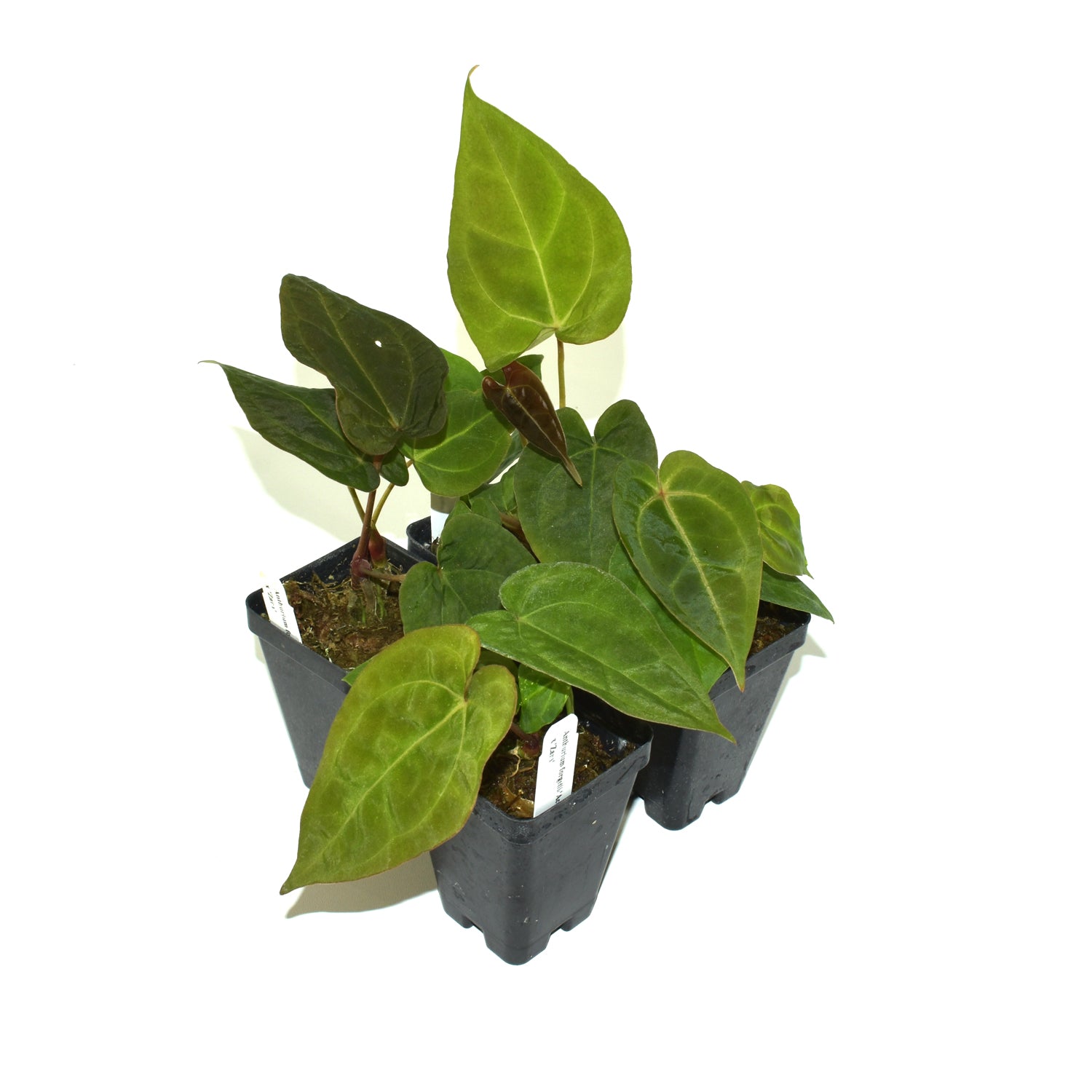 anthurium forgetii hybrid Anthurium forgetii/'Ace of Spades' x 'Zara' – Steve's Leaves