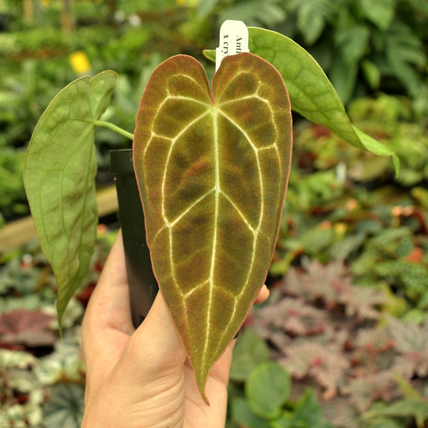 anthurium forgetii x crystallinum Anthurium forgetii x crystallinum – Steve's Leaves