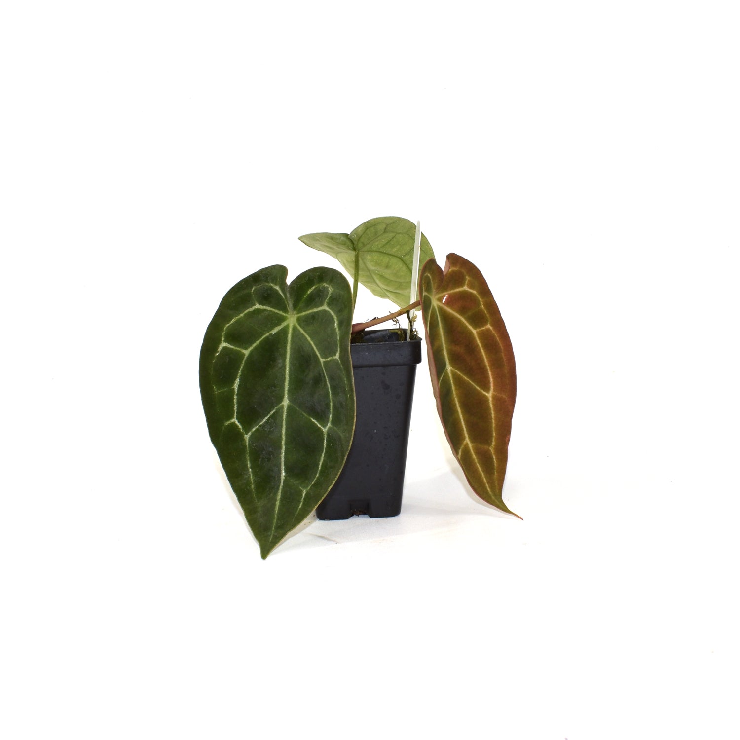 anthurium red crystallinum x forgetii Anthurium forgetii x crystallinum