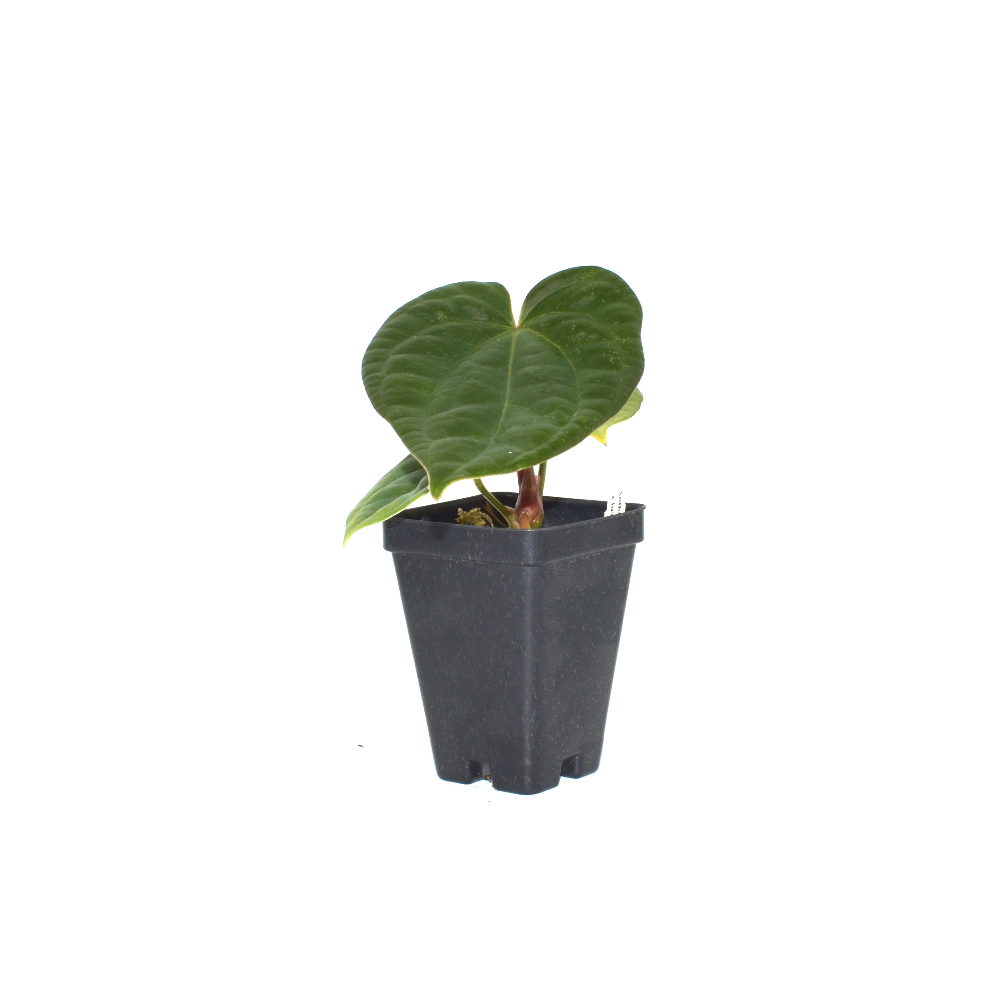 anthurium mexican giant Anthurium 'Jungle Giant' x luxurians