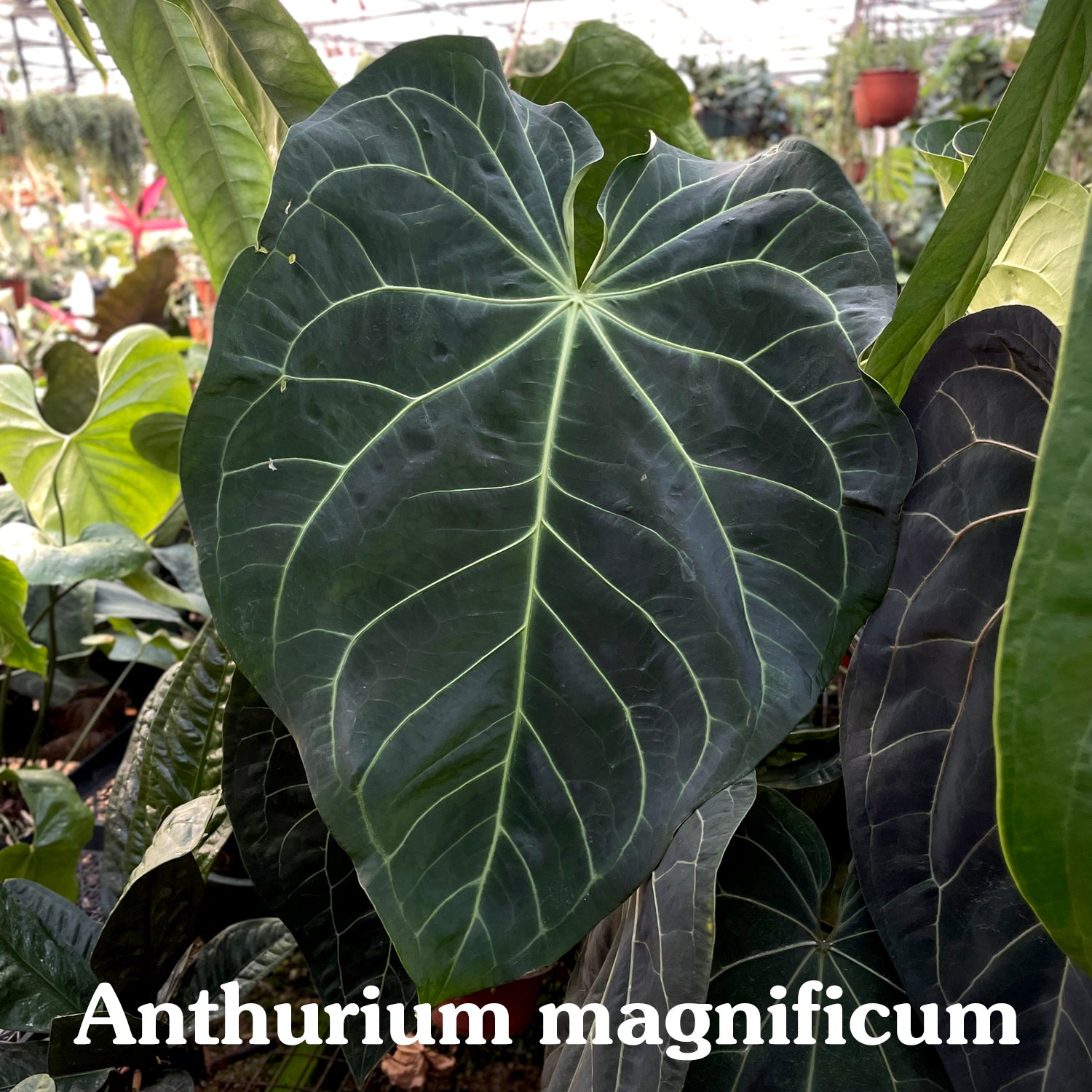 anthurium crystallinum x magnificum care Anthurium crystallinum/magnificum x crystallinum
