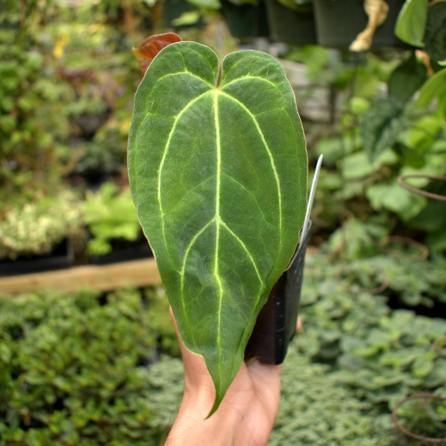 anthurium microphyllum Anthurium magnificum x 'Wuhoo's First Night' – Steve's Leaves