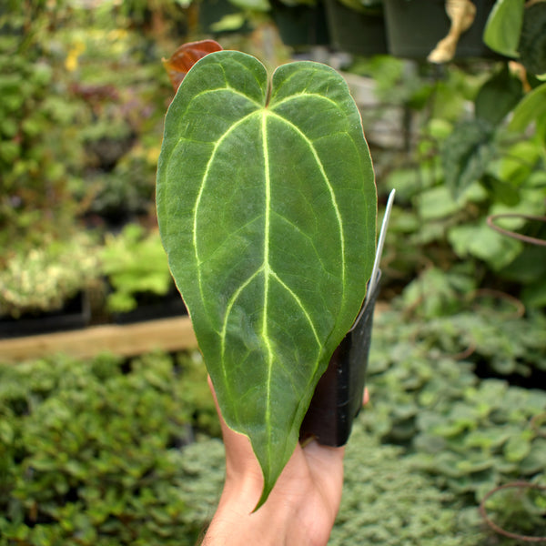 black knight anthurium Anthurium magnificum x 'Wuhoo's First Night' – Steve's Leaves