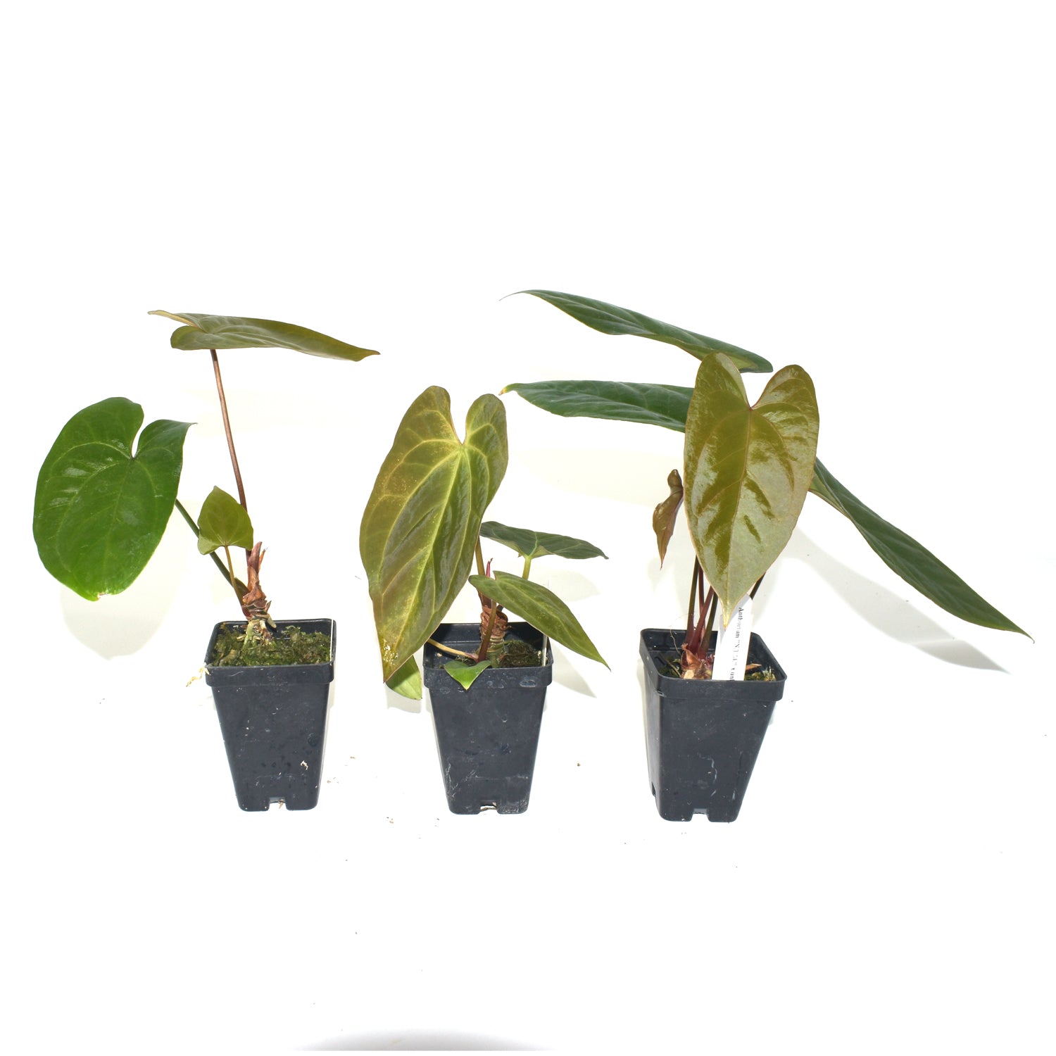 anthurium doesn't flower Anthurium 'Not The Mama' x unknown – Steve's Leaves