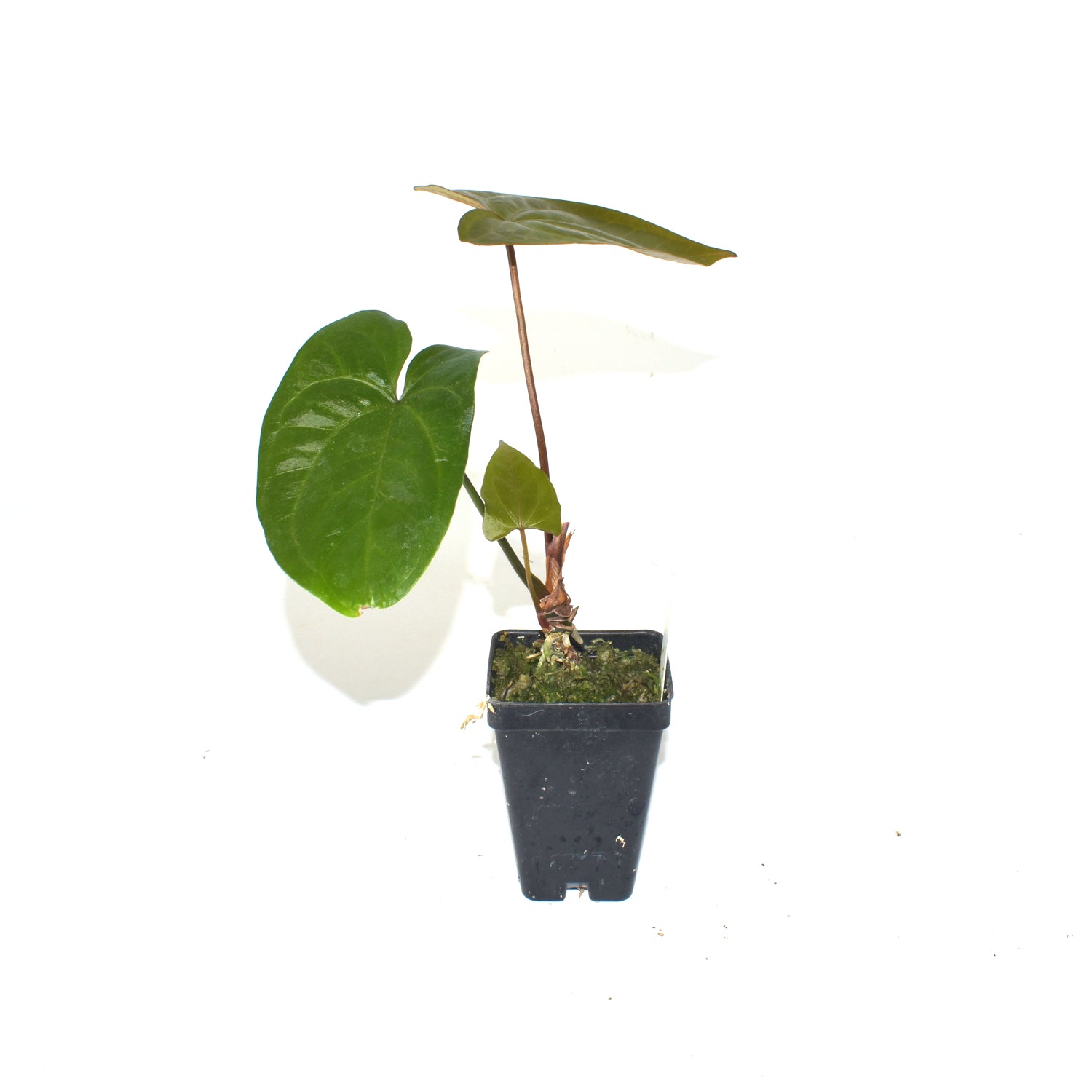 anthurium not flowering Anthurium 'Not The Mama' x unknown