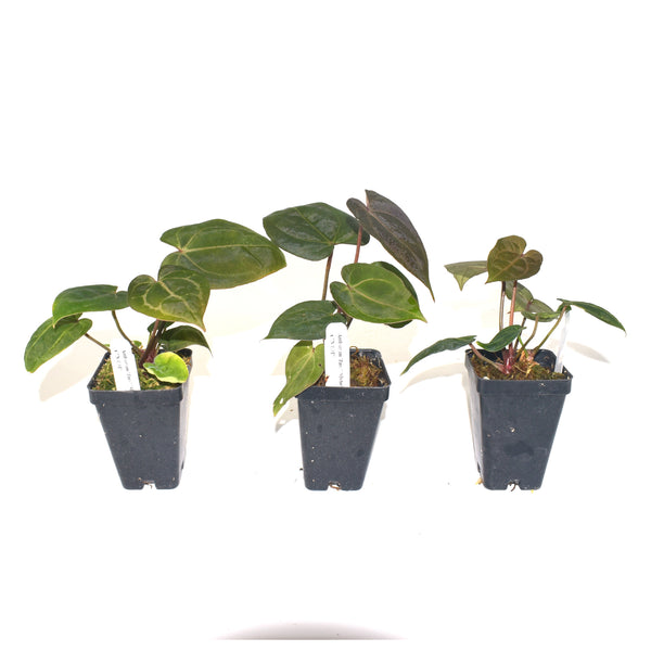 Anthurium 'Zara'/Michelle' x 'Not The Mama' – Steve's Leaves