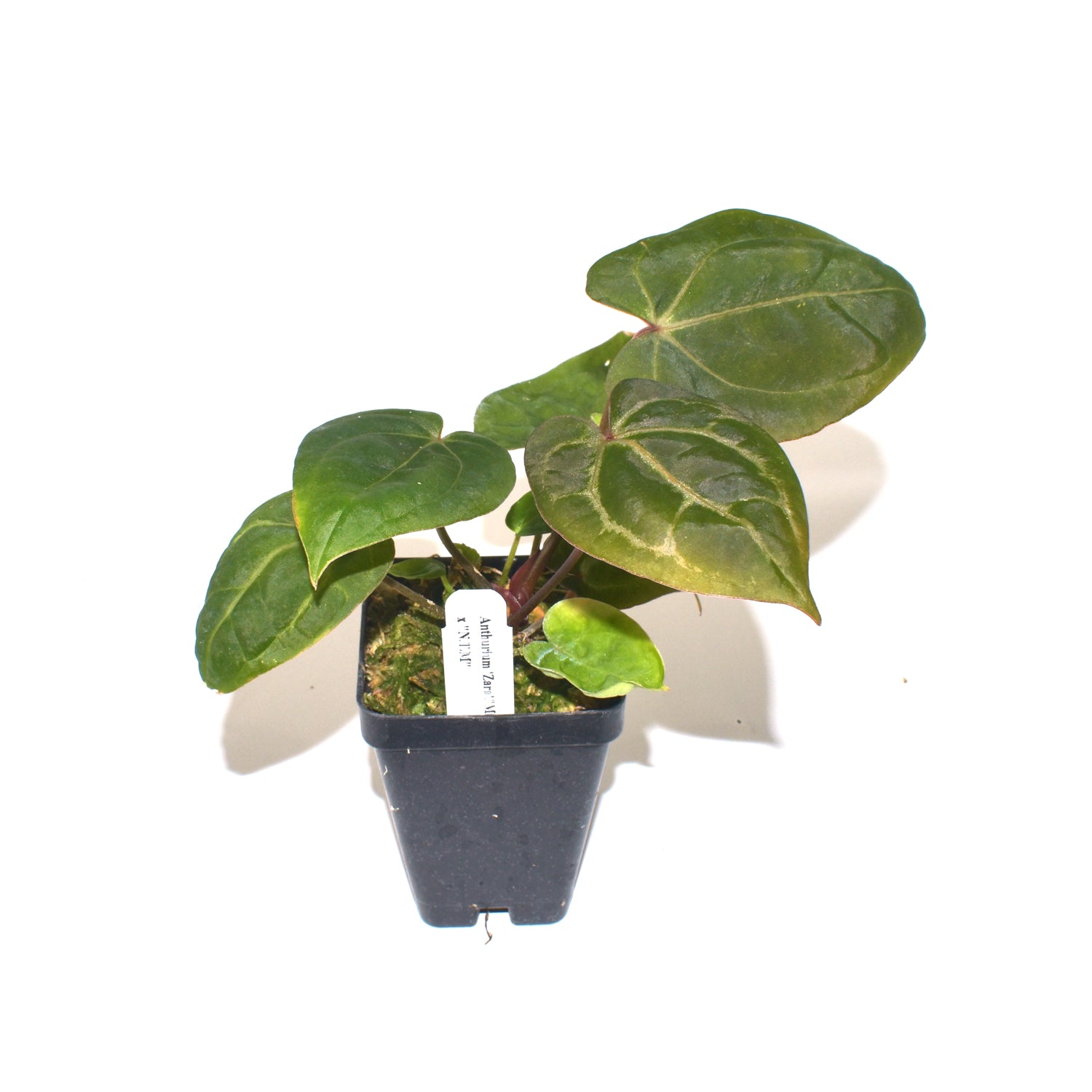 anthurium zara x michelle Anthurium 'Zara'/Michelle' x 'Not The Mama'
