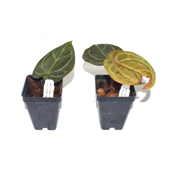 Anthurium 'Zara'/Michelle' x 'Wuhoo's First Night' – Steve's Leaves