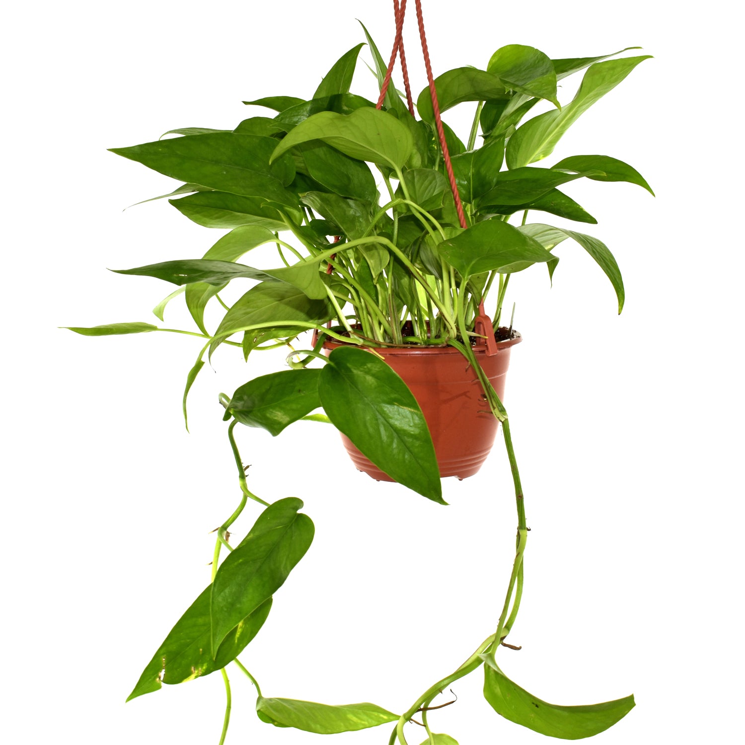 Epipremnum pinnatum aurea-variegata (Reverted) - 6 Hanging Basket