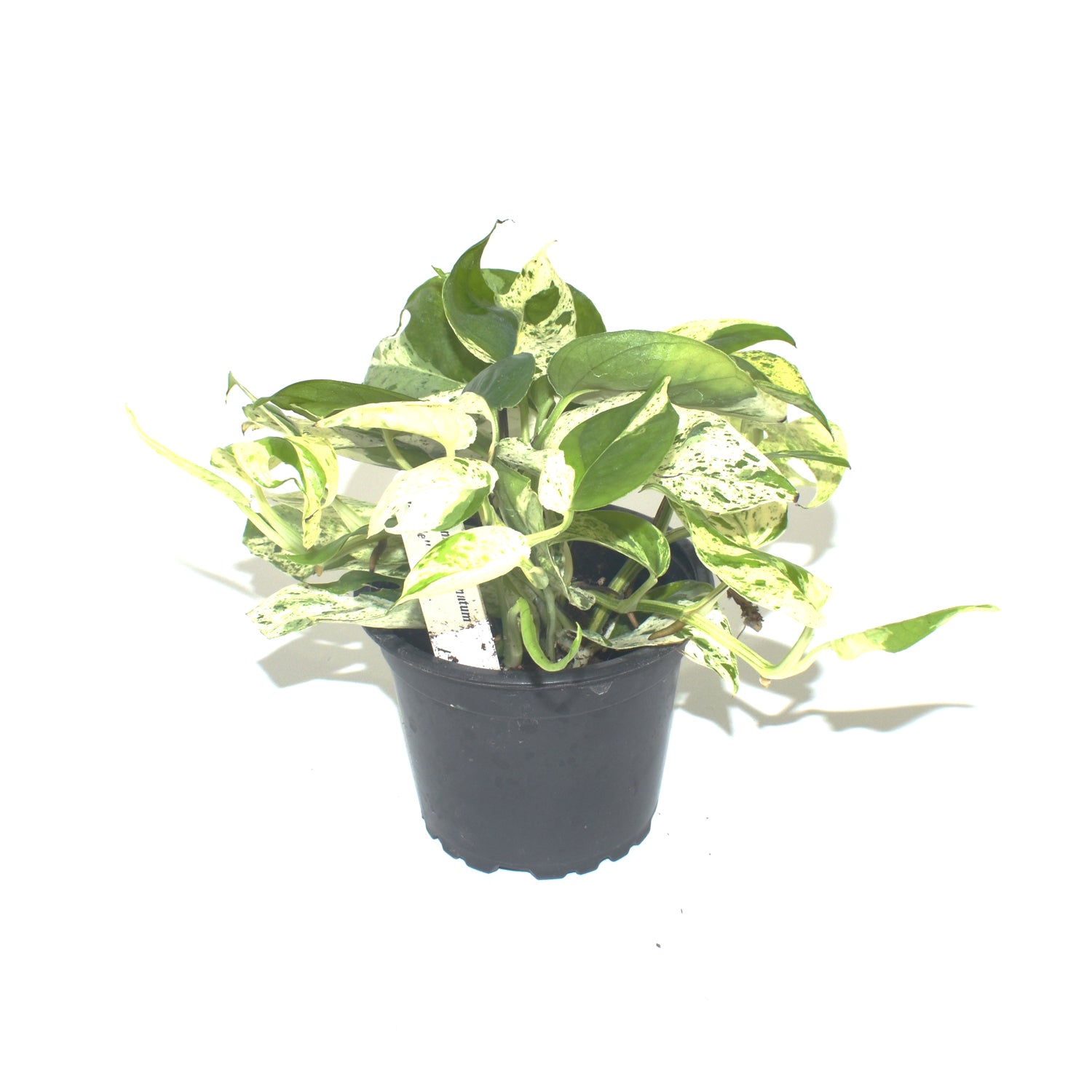 white marble money plant Epipremnum Pinnatum Marble | Variegated Marble Vine Plant