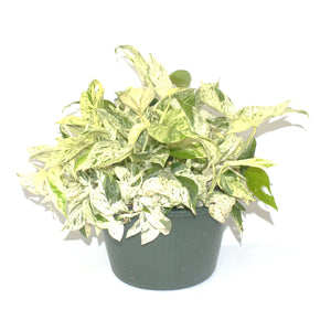 Epipremnum pinnatum "Marble"