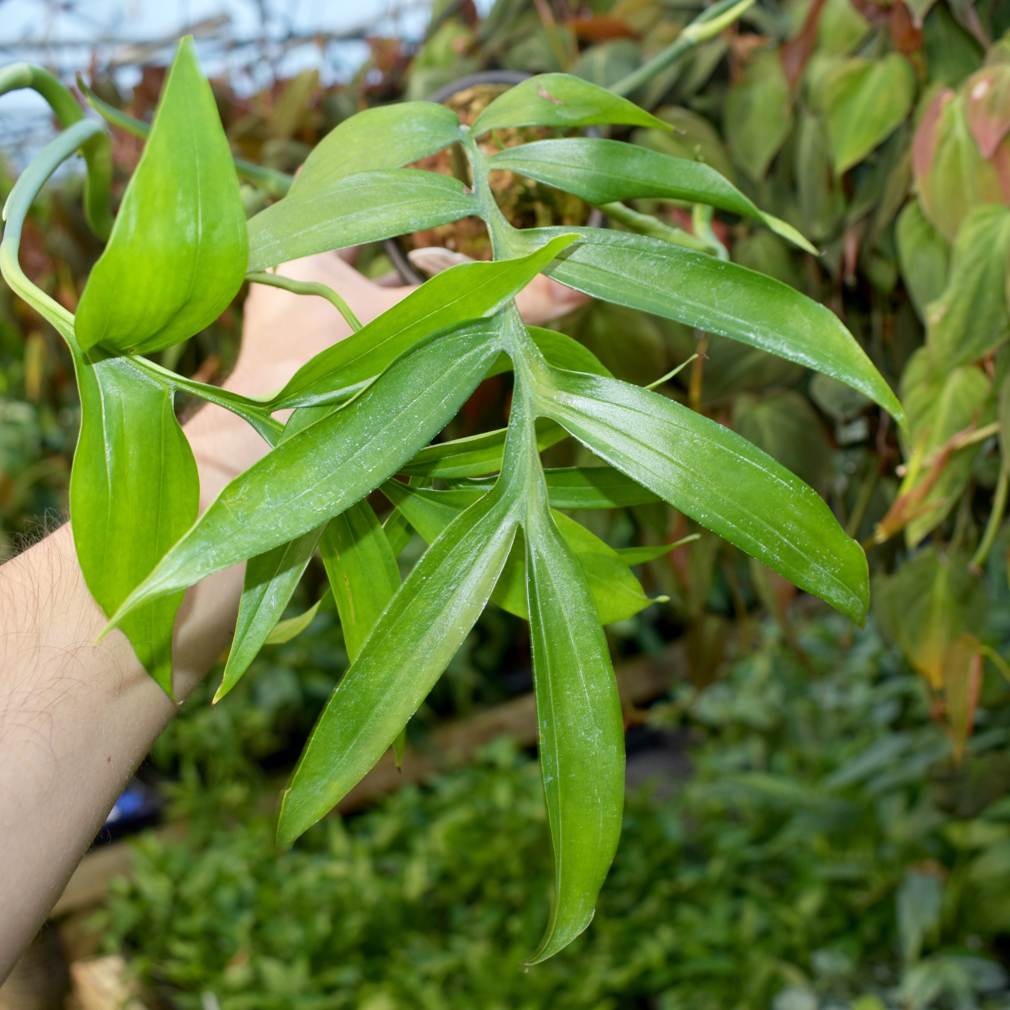 philodendron subpinnata Monstera subpinnata
