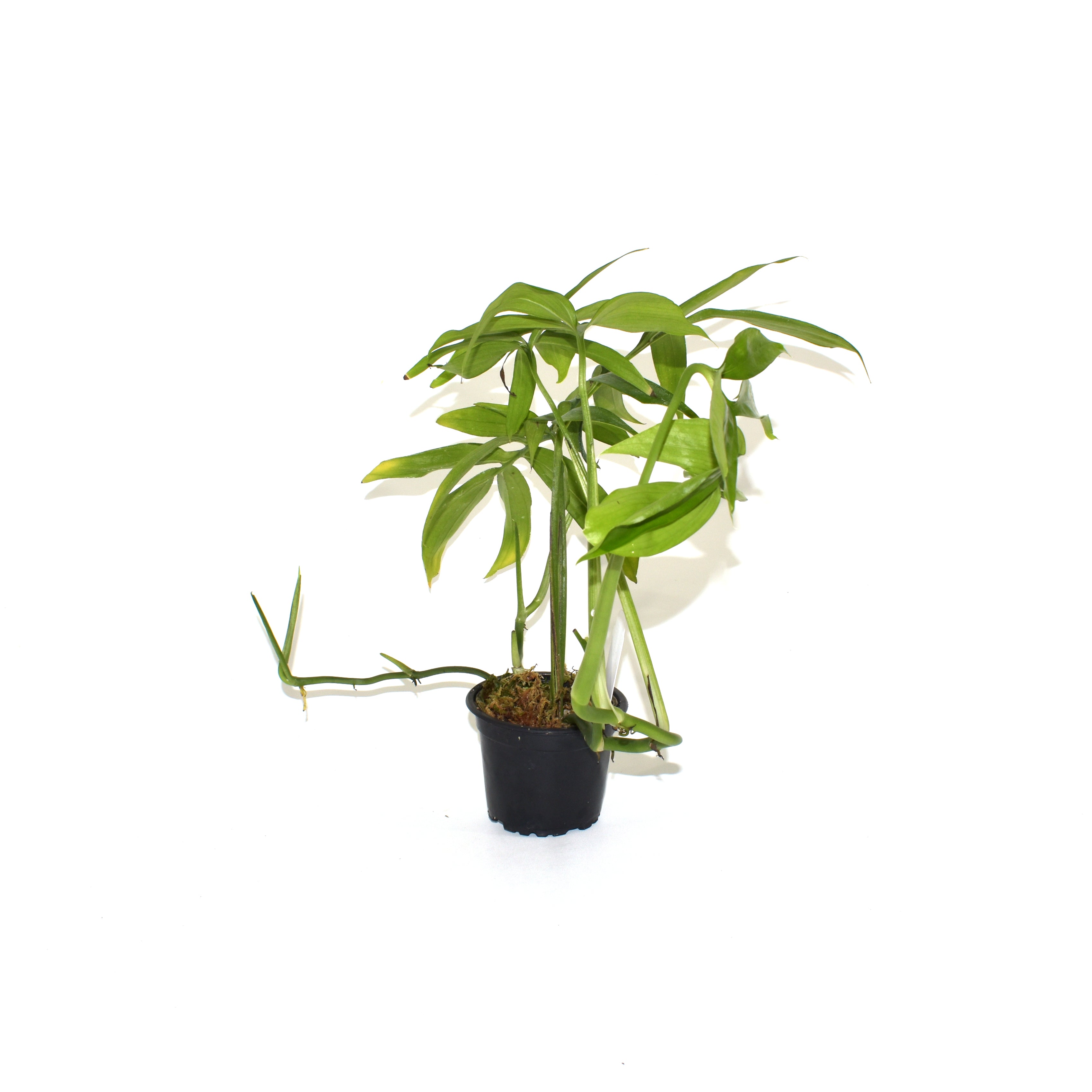monstera subpinnata Monstera subpinnata