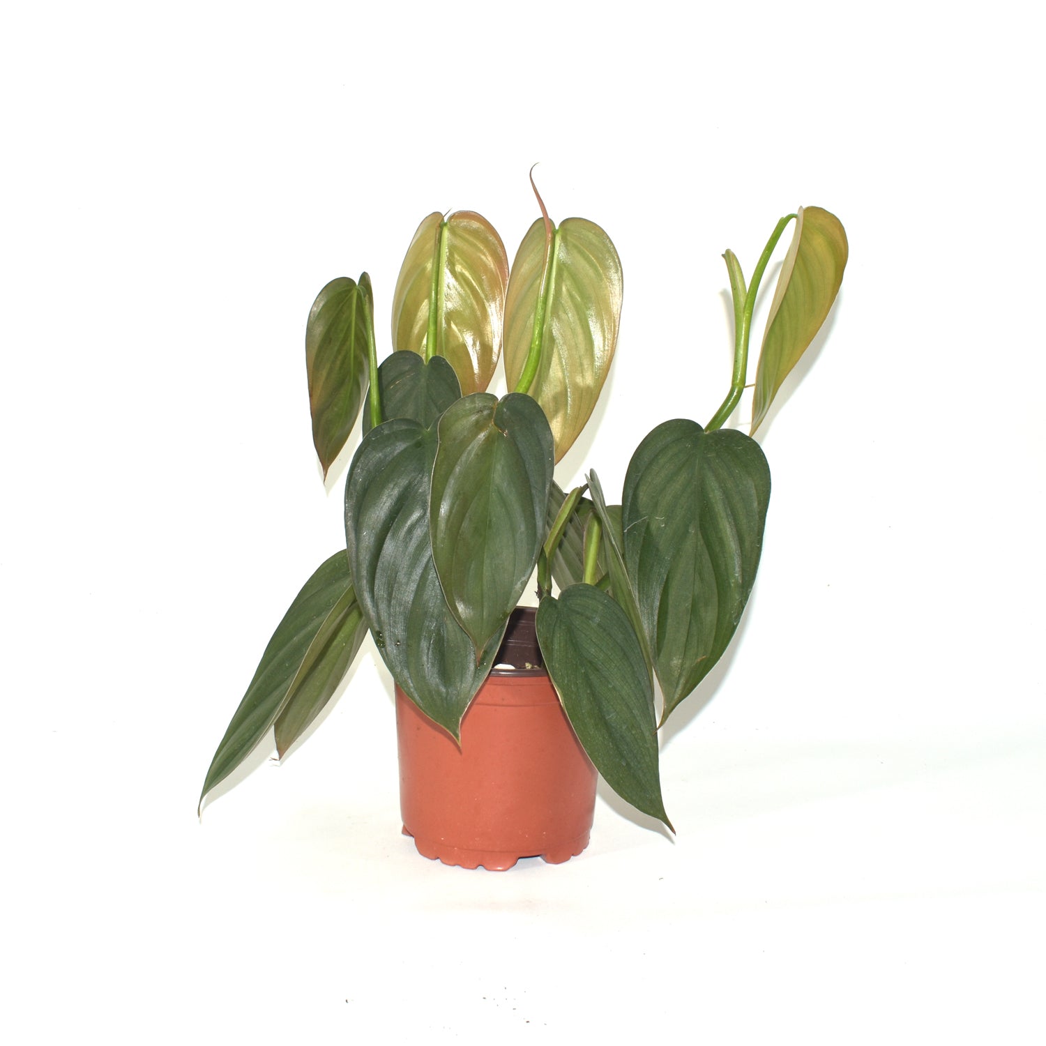Philodendron 'Burle Marx Fantasy' - 5.5" Pot