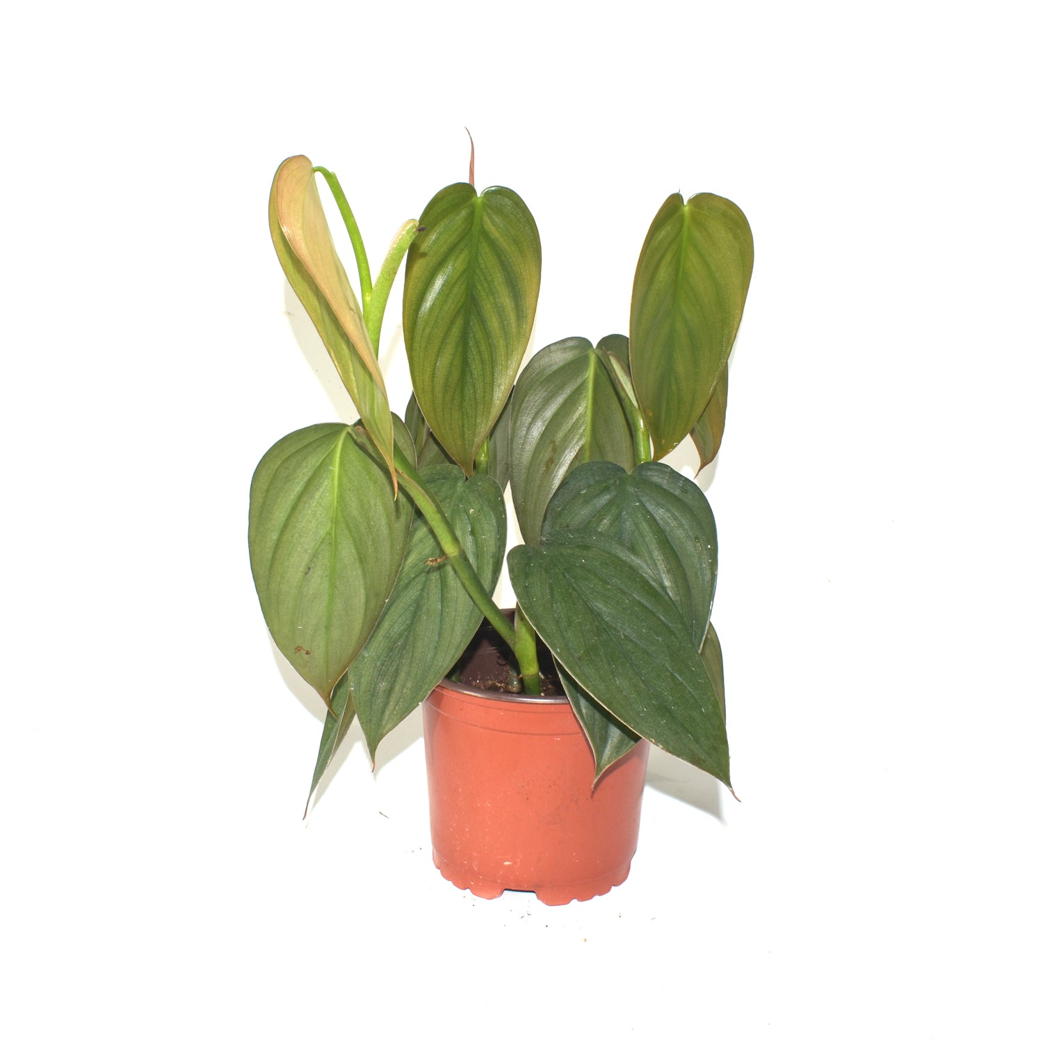 philodendron fantasy Philodendron 'Burle Marx Fantasy'