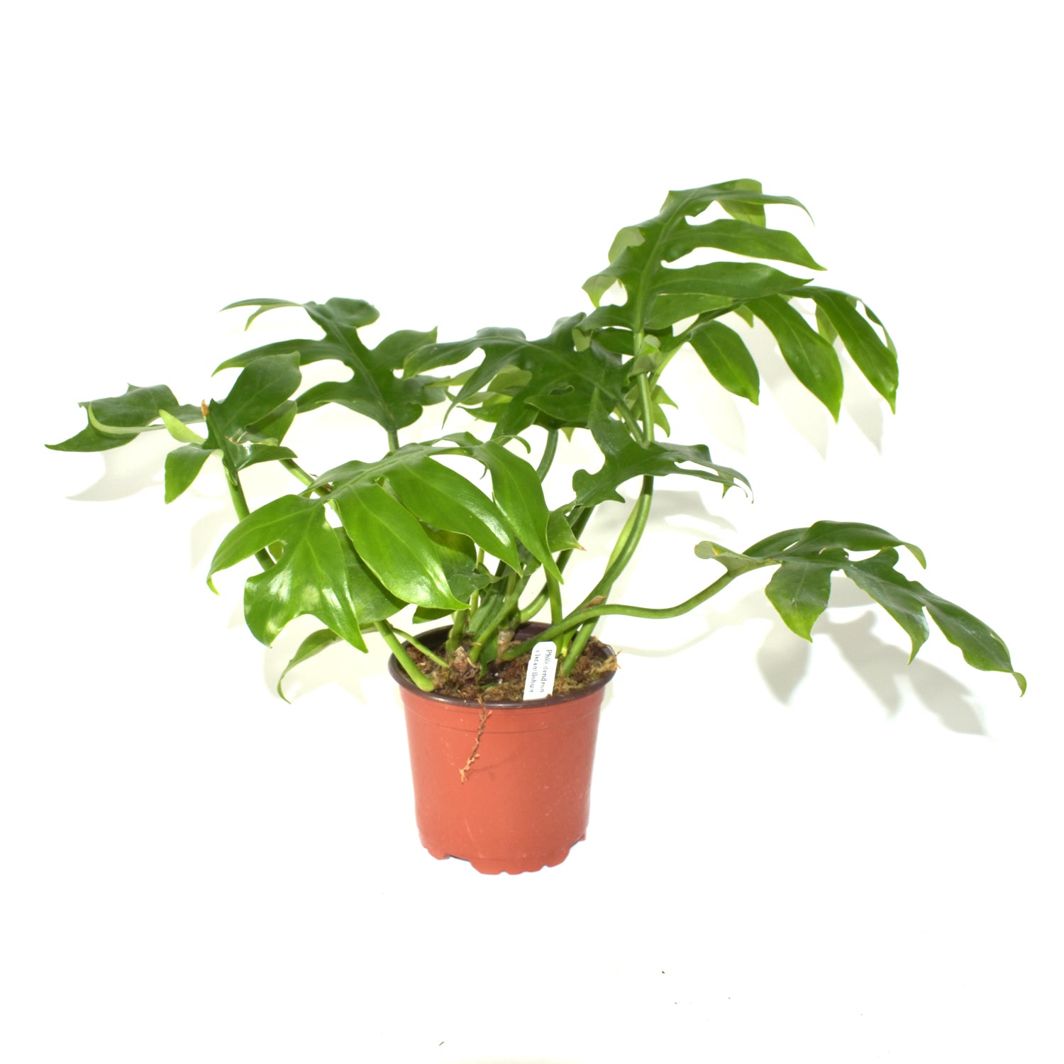 Philodendron distantilobum - 5.5" Pot