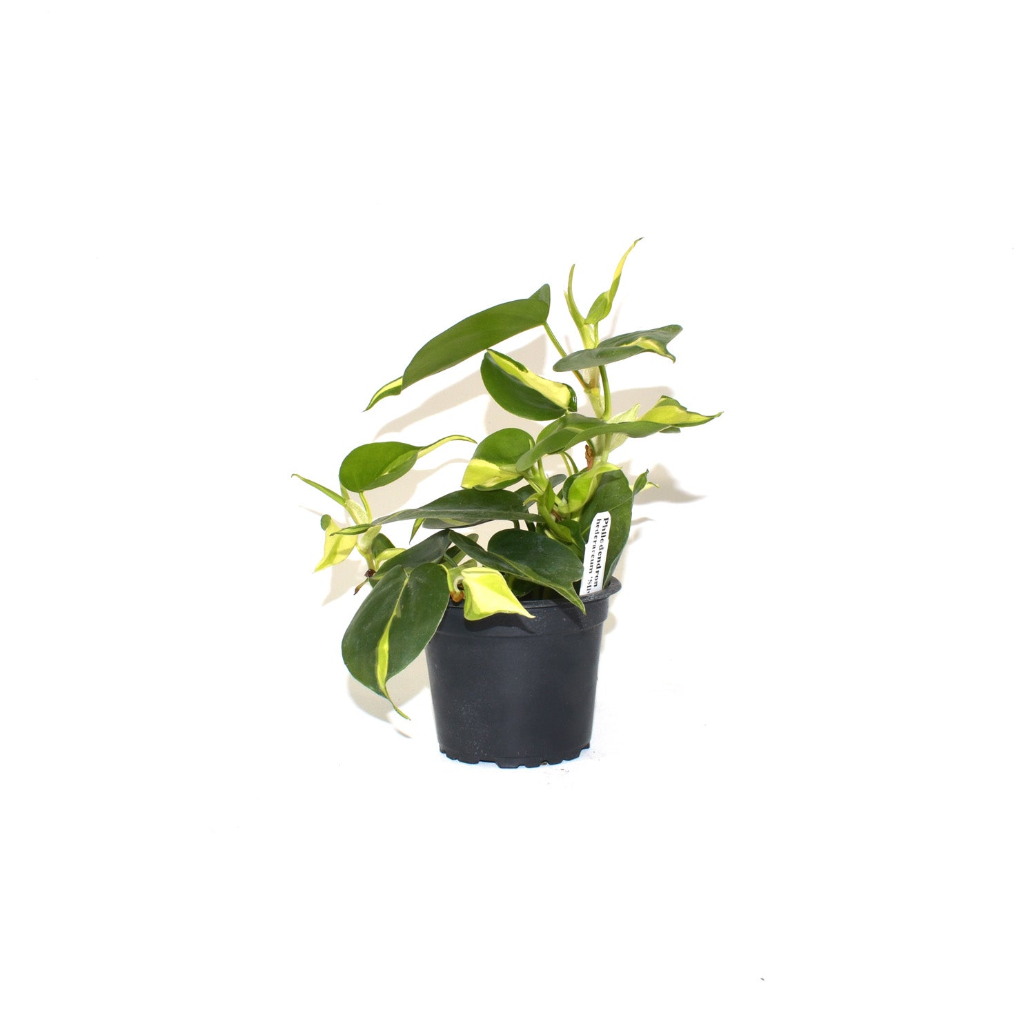 indoor philodendron silver stripe care Philodendron hederaceum 'Silver Stripe' – Steve's Leaves