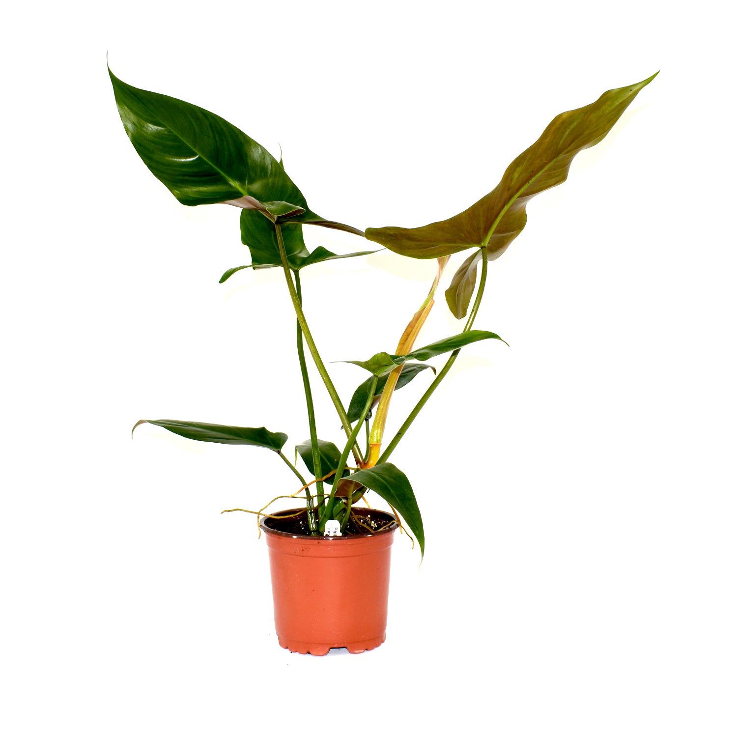 philodendron in spanish nicknames Philodendron mexicanum