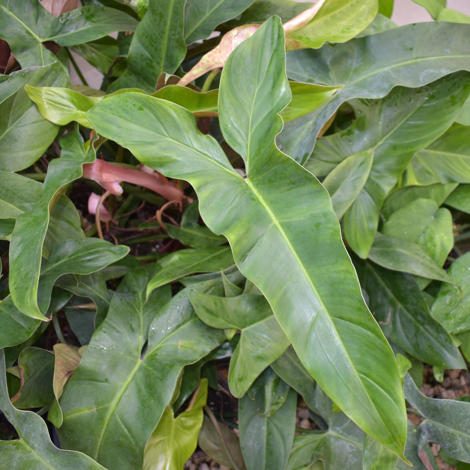 philodendron climbing plant Philodendron mexicanum