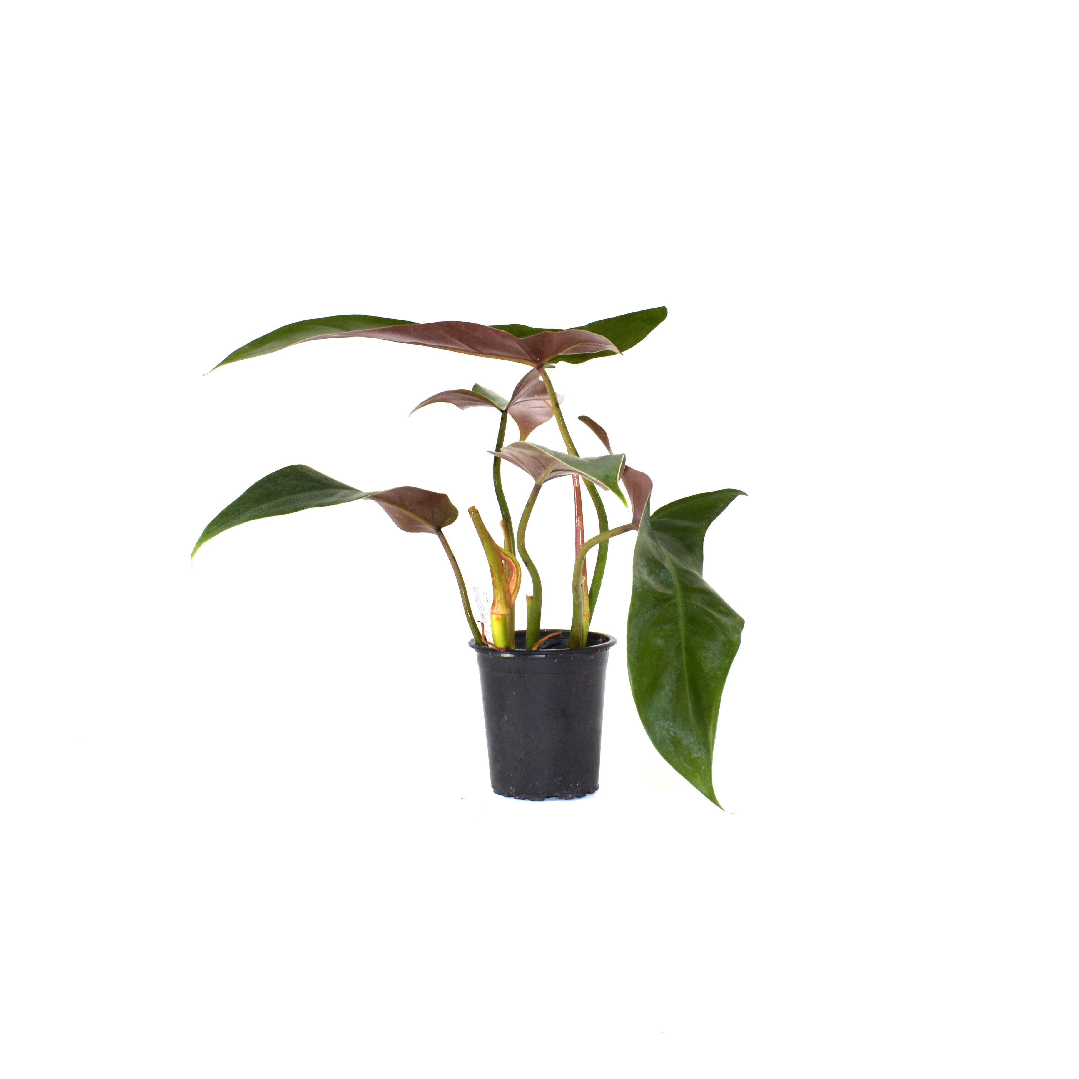 anthurium mexicanum Philodendron mexicanum