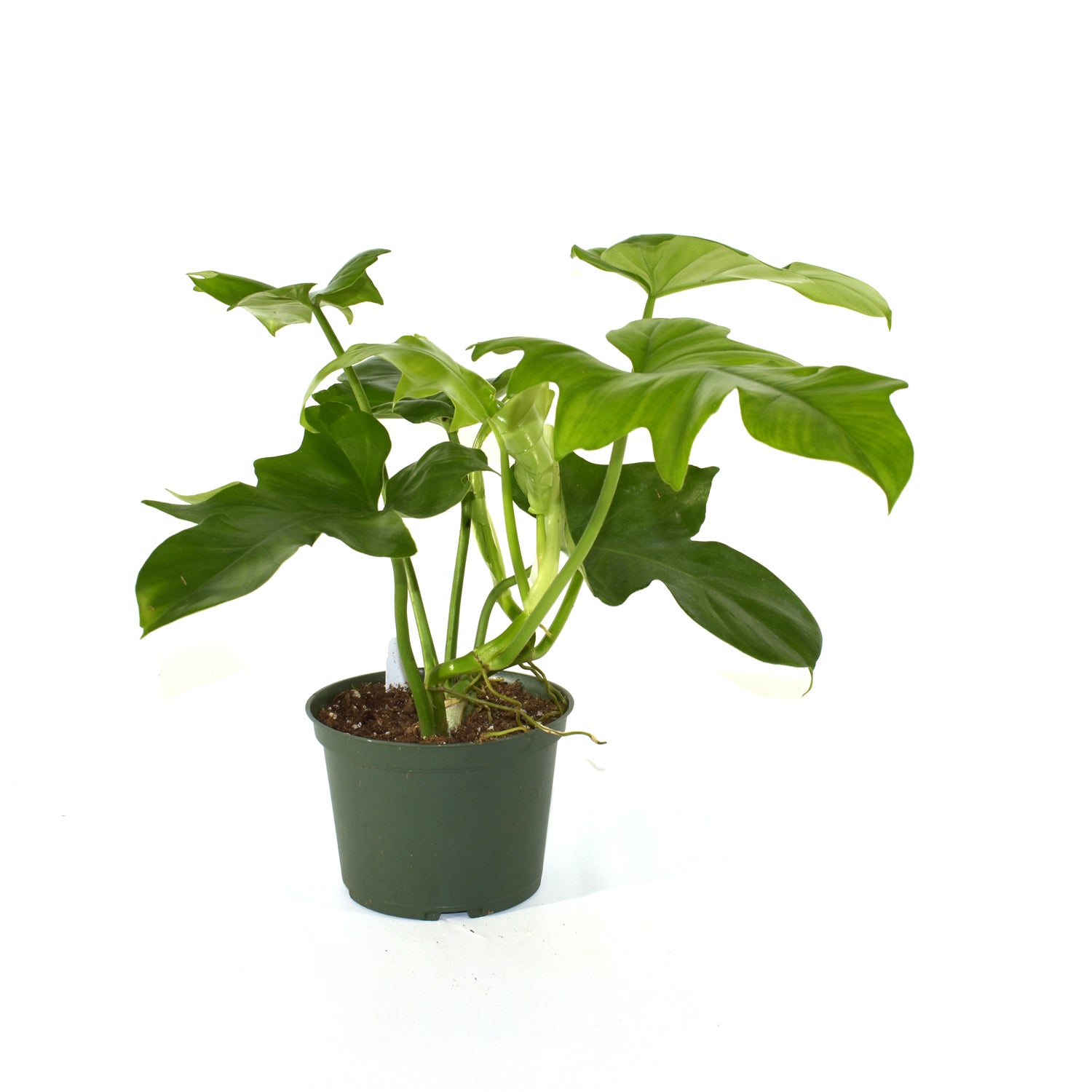 philodendron pedatum reindeer Philodendron pedatum x distantilobum