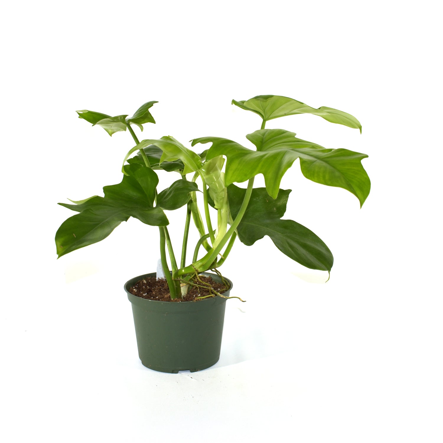 Philodendron pedatum x distantilobum - 5.5" Pot