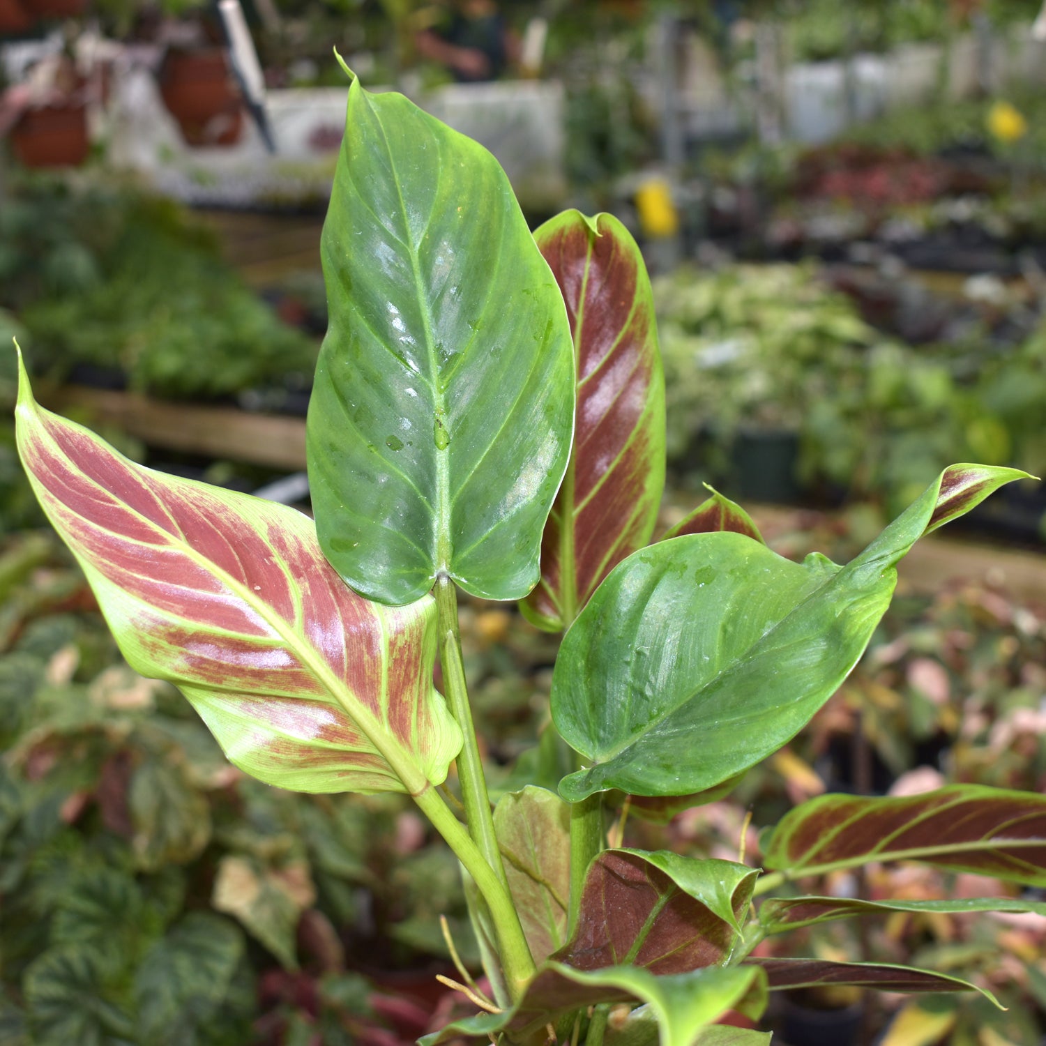 variegated philodendron subhastatum Philodendron subhastatum