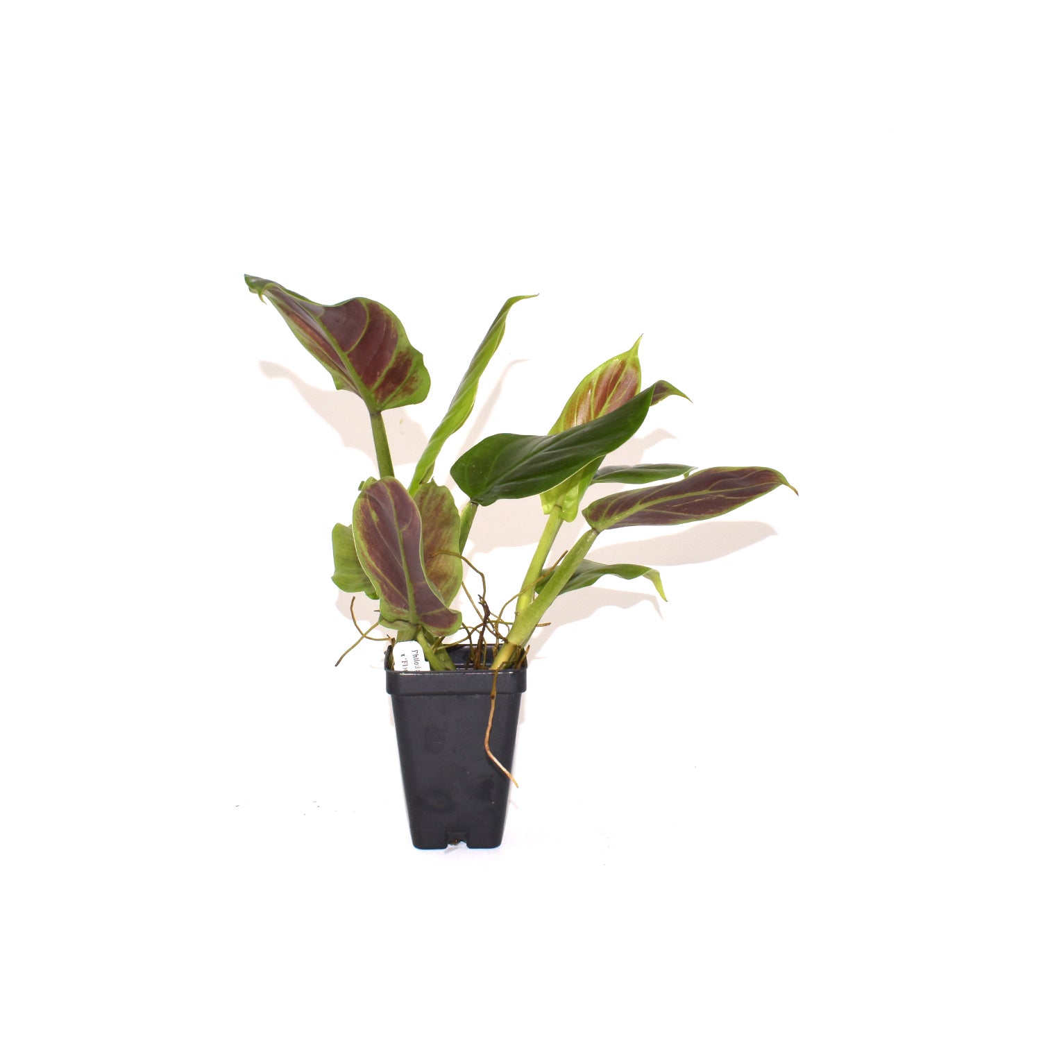 philodendron subhastatum mature Philodendron subhastatum