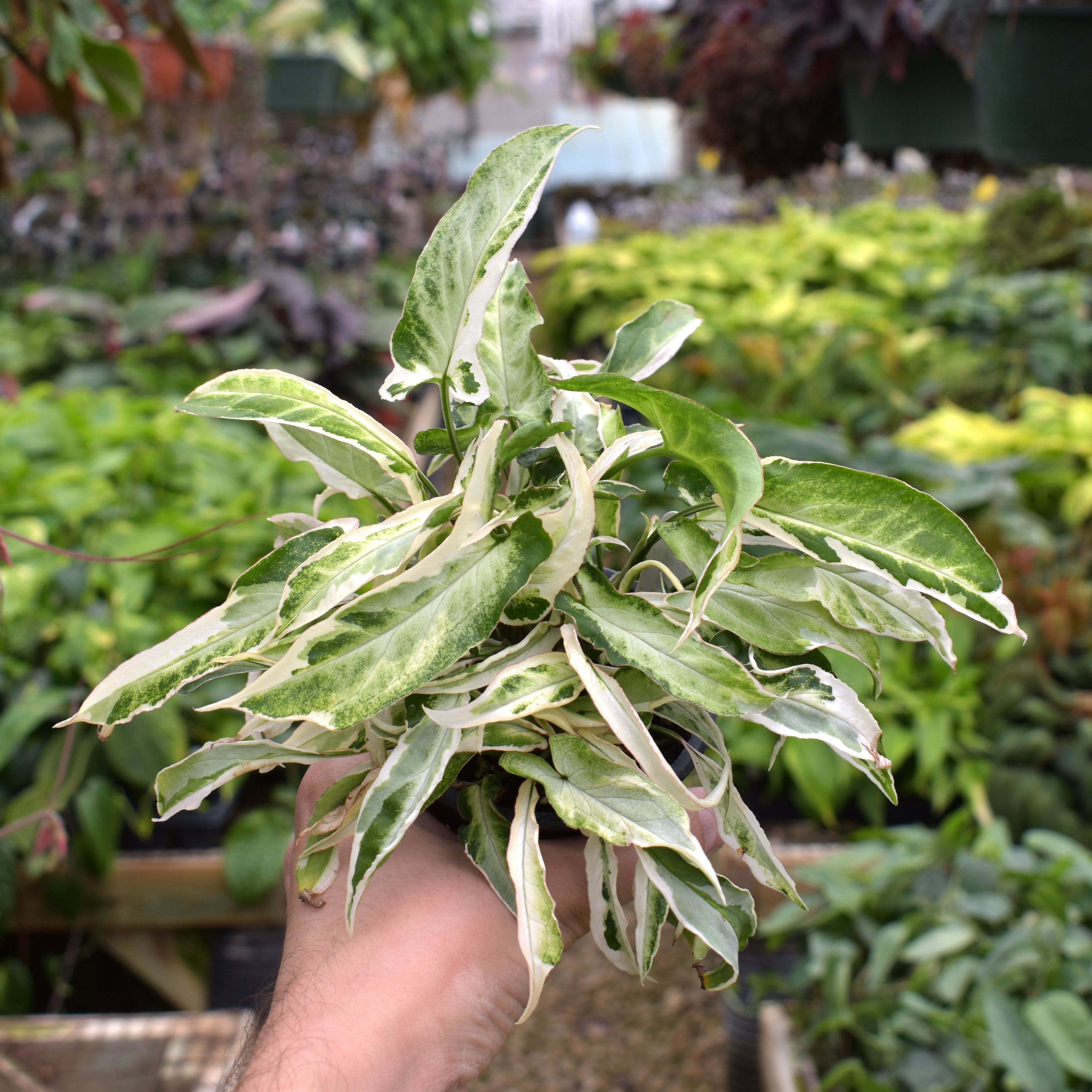starlite succulent Syngonium Podophyllum Starlite | Easy to Care for Houseplant