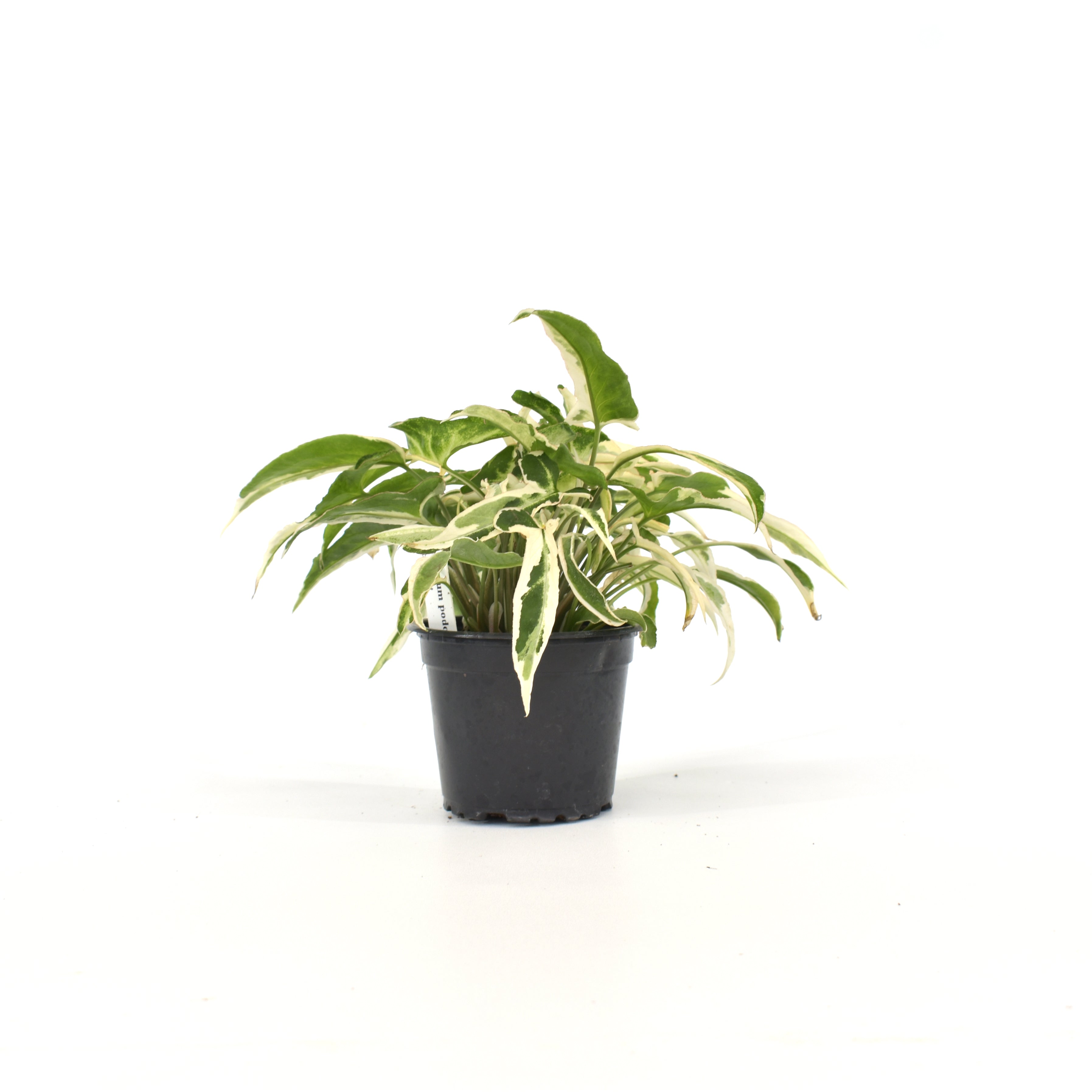 starlite succulent Syngonium podophyllum 'Starlite'
