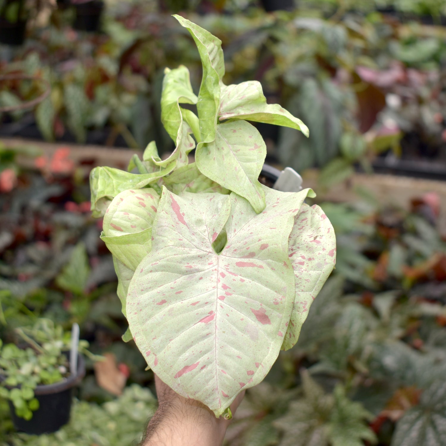 succulent confetti Syngonium 'Milk Confetti'