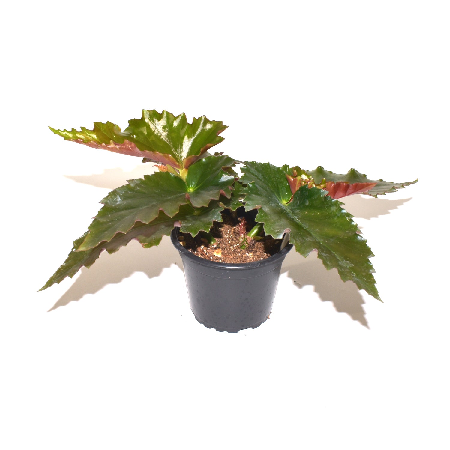 anthurium black jack Begonia 'Black Jack'