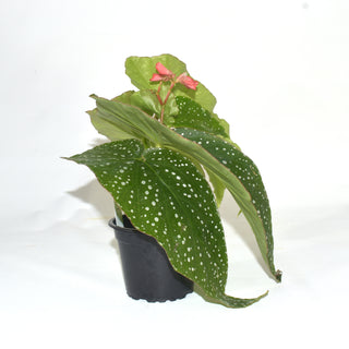 Begonia 'Harmony's Tinkerbell'