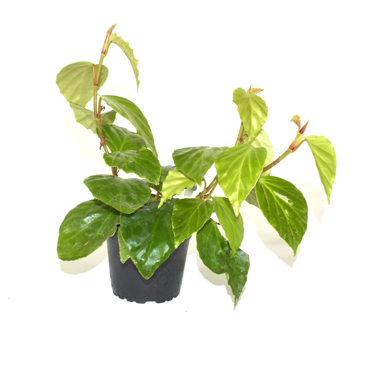 Begonia Fragrant Beauty Steve s Leaves begonia-fragrant-beauty-steve-s-leaves